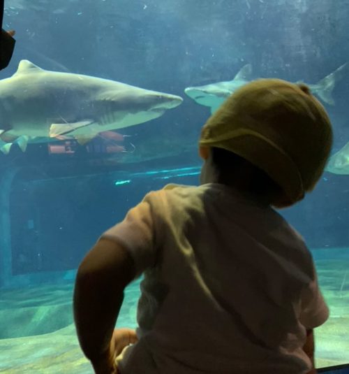 アクアワールド茨城県大洗水族館のサメの画像
